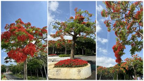 開滿花的樹|台北 / 鳳凰木花開，滿樹焰紅如火，推薦6個搭捷運公。